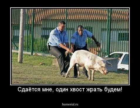 Сдаётся мне, один хвост жрать будем!
