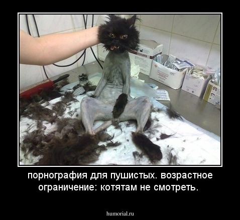 порнография для пушистых. возрастное ограничение: котятам не смотреть.