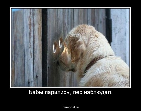 Бабы парились, пес наблюдал.