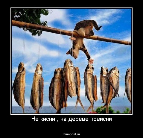 Не кисни , на дереве повисни