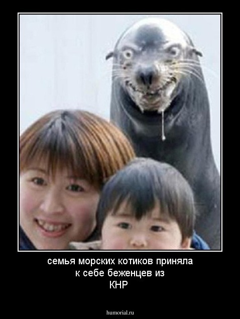 семья морских котиков приняла к себе беженцев из КНР