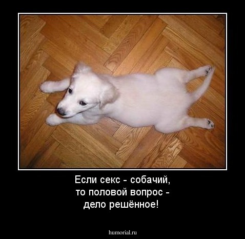 Если секс - собачий, то половой вопрос - дело решённое!