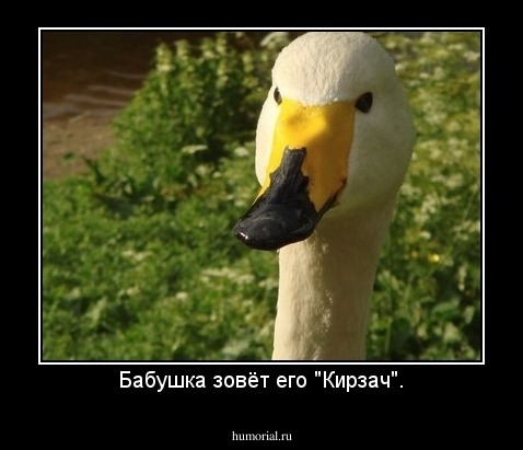 Бабушка зовёт его "Кирзач".
