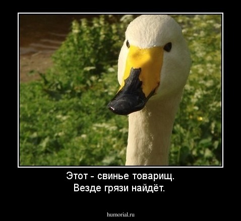 Этот - свинье товарищ. Везде грязи найдёт.