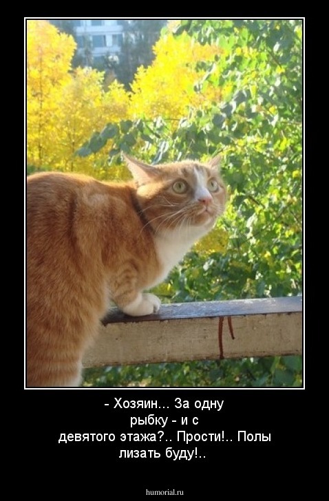 - Хозяин... За одну рыбку - и с девятого этажа?.. Прости!.. Полы лизать буду!..