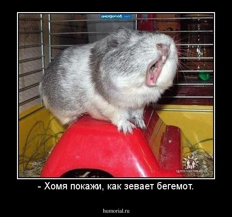 - Хомя покажи, как зевает бегемот.