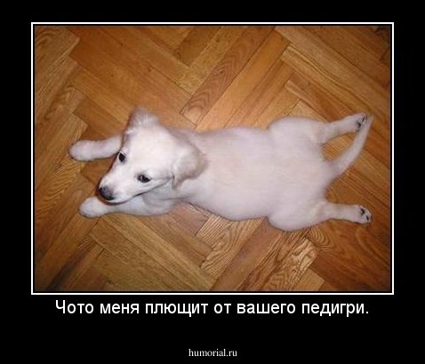Чото меня плющит от вашего педигри.