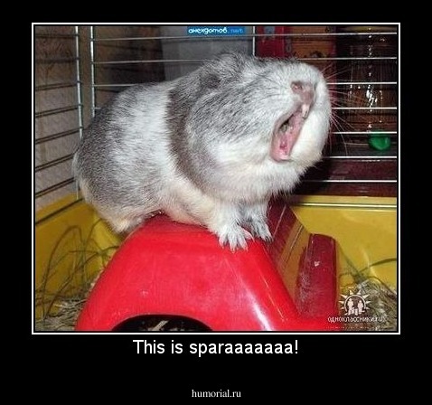 This is sparaaaaaaa!