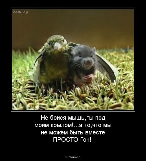 Не бойся мышь,ты под моим крылом!...а то,что мы не можем быть вместе ПРОСТО Гон!