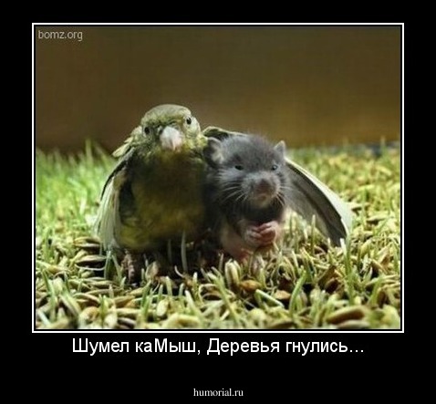 Шумел каМыш, Деревья гнулись...