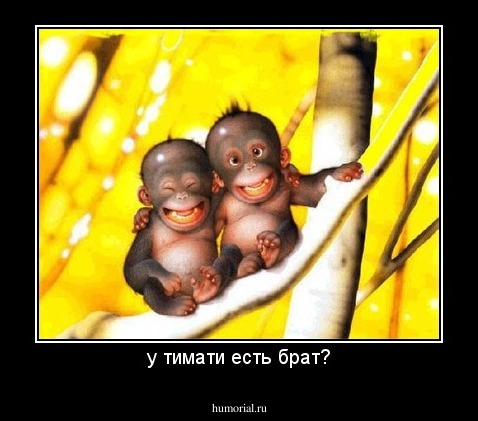 у тимати есть брат?
