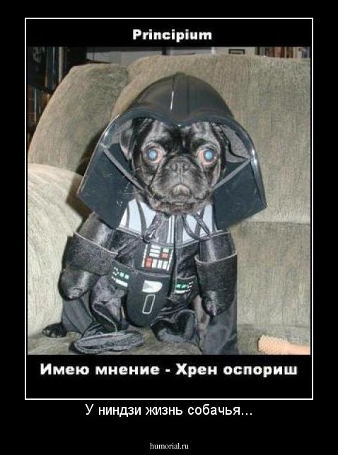 У ниндзи жизнь собачья...