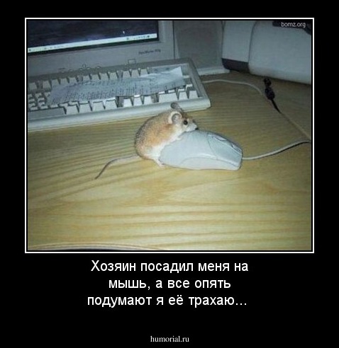 Хозяин посадил меня на мышь, а все опять подумают я её трахаю...