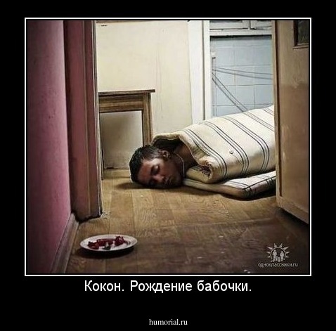 Кокон. Рождение бабочки.