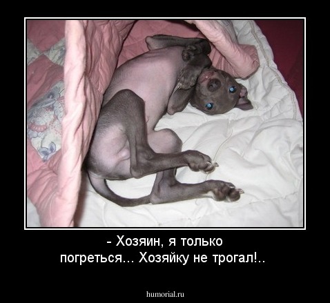 - Хозяин, я только погреться... Хозяйку не трогал!..