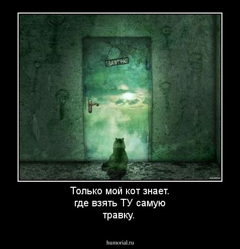 Только мой кот знает. где взять ТУ самую травку.