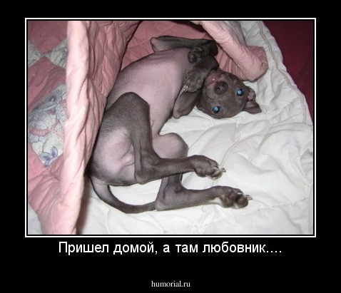 Пришел домой, а там любовник....