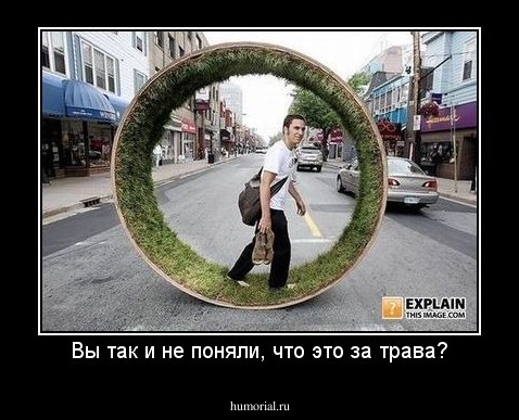 Вы так и не поняли, что это за трава?