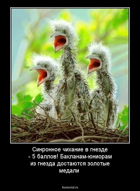 Синронное чихание в гнезде - 5 баллов! Бакланам-юниорам из гнезда достаются золотые медали 