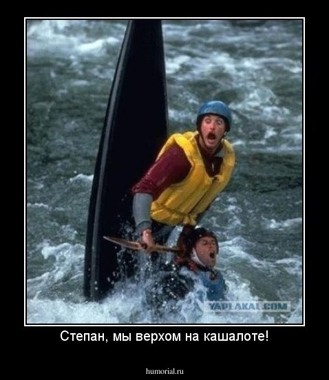 Степан, мы верхом на кашалоте!