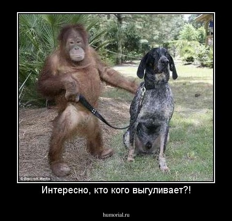Интересно, кто кого выгуливает?!