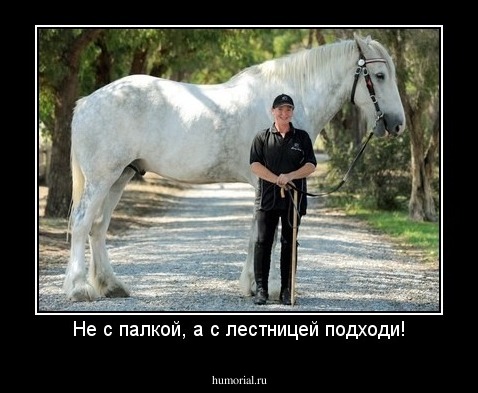 Не с палкой, а с лестницей подходи!