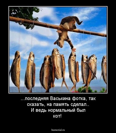 ...последняя Васькина фотка, так сказать, на память сделал.. И ведь нормальный был кот!