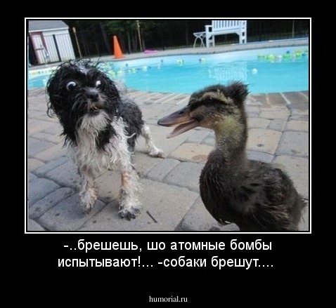 -..брешешь, шо атомные бомбы испытывают!...   -собаки брешут....