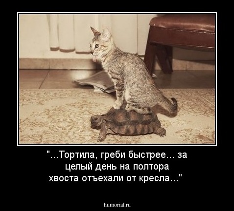 "...Тортила, греби быстрее... за целый день на полтора хвоста отъехали от кресла..."