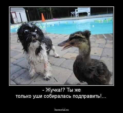 - Жучка!? Ты же только уши собиралась подправить!...