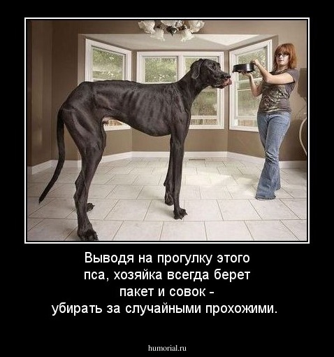 Выводя на прогулку этого пса, хозяйка всегда берет пакет и совок - убирать за случайными прохожими. 