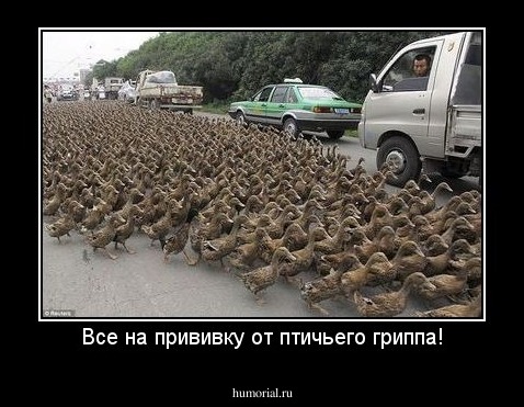 Все на прививку от птичьего гриппа!