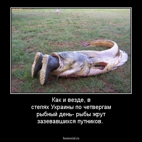 Как и везде, в степях Украины по четвергам рыбный день- рыбы жрут зазевавшихся путников.