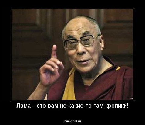 Лама - это вам не какие-то там кролики!