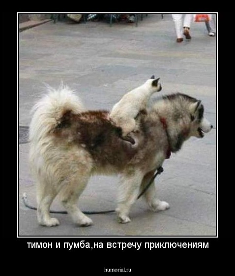 тимон и пумба,на встречу приключениям