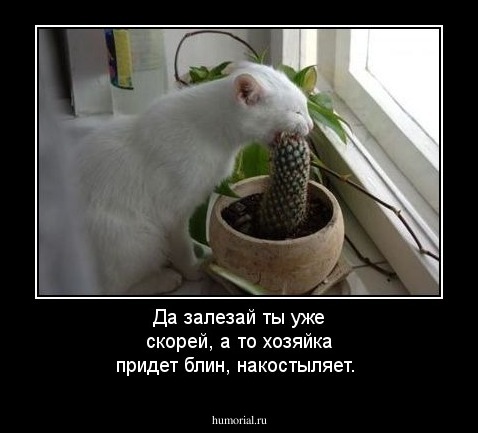 Да залезай ты уже скорей, а то хозяйка придет блин, накостыляет.