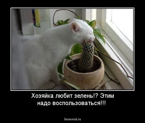 Хозяйка любит зелень!? Этим надо воспользоваться!!!