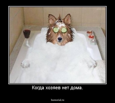 Когда хозяев нет дома.