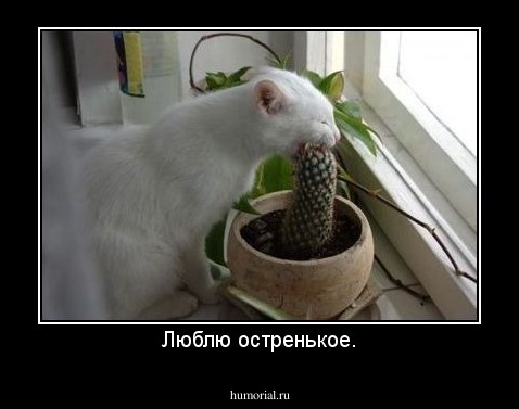 Люблю остренькое.