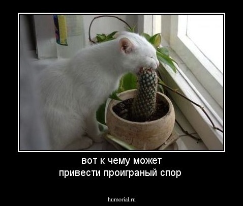 вот к чему может привести проиграный спор