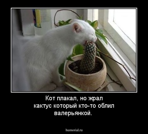 Кот плакал, но жрал кактус который кто-то облил валерьянкой.