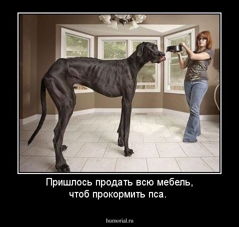 Пришлось продать всю мебель, чтоб прокормить пса.