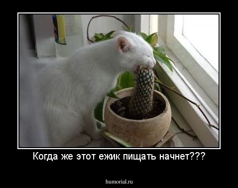 Когда же этот ежик пищать начнет???
