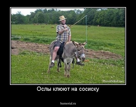 Ослы клюют на сосиску