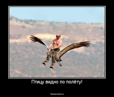 Птицу видно по полёту!