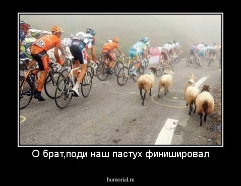 О брат,поди наш пастух финишировал
