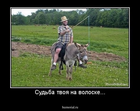 Судьба твоя на волоске...