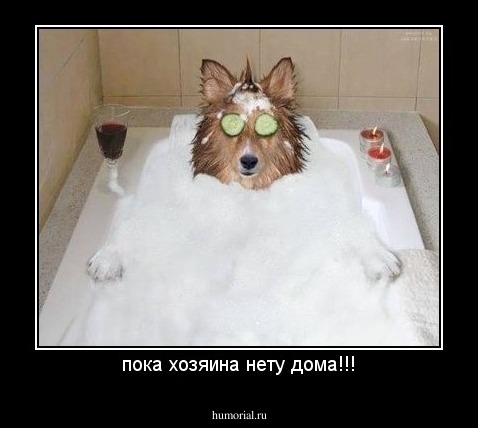пока хозяина нету дома!!!