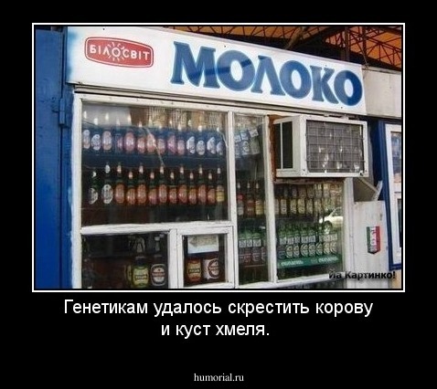 Генетикам удалось скрестить корову и куст хмеля.