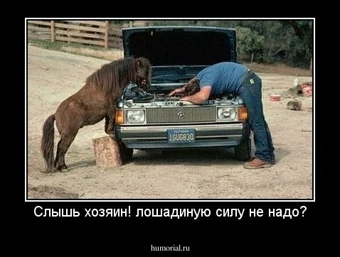 Слышь хозяин! лошадиную силу не надо?